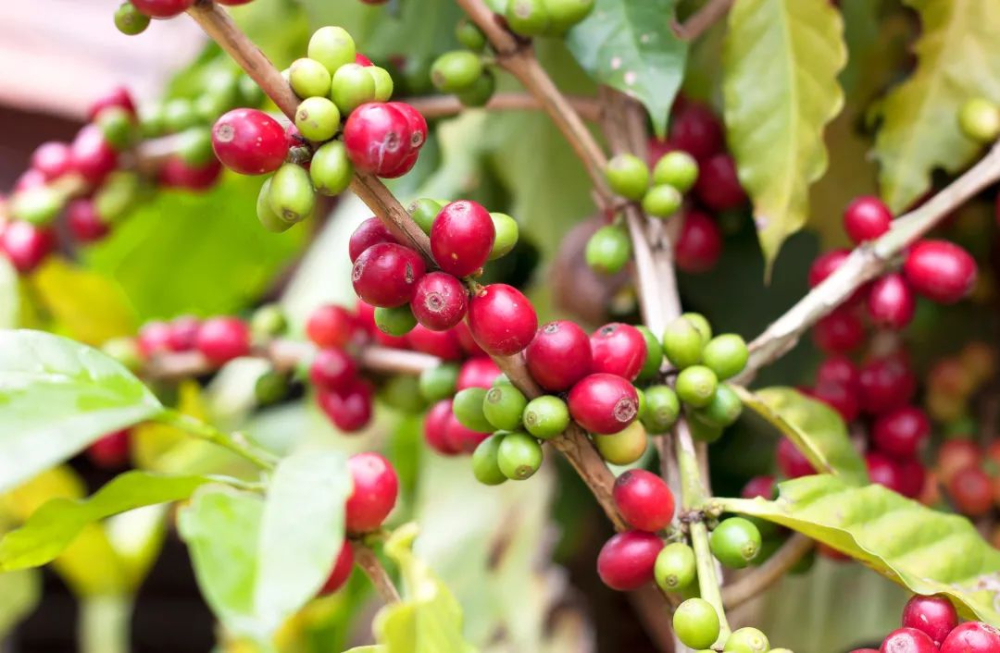 雲南小粒卡蒂姆咖啡豆風味描述特點產地區種植歷史發展簡介