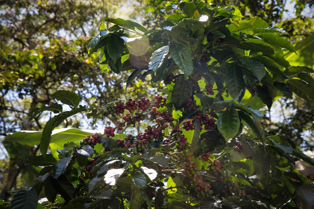 some coffee cherries still in the tree