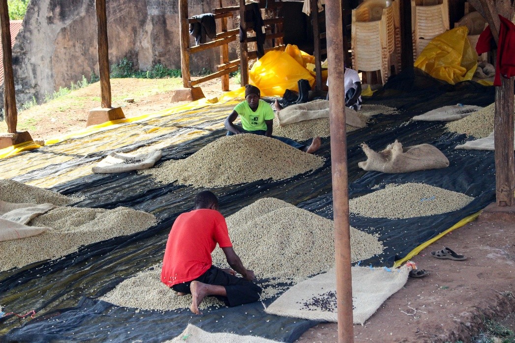 肯尼亚工人晒豆子修改之后的照片