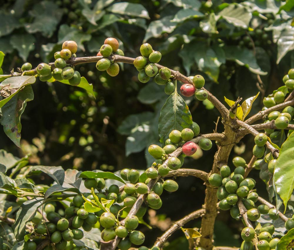 肯尼亚PB咖啡豆风味口感特点 肯尼亚PB咖啡豆冲煮参数 风味特点介绍