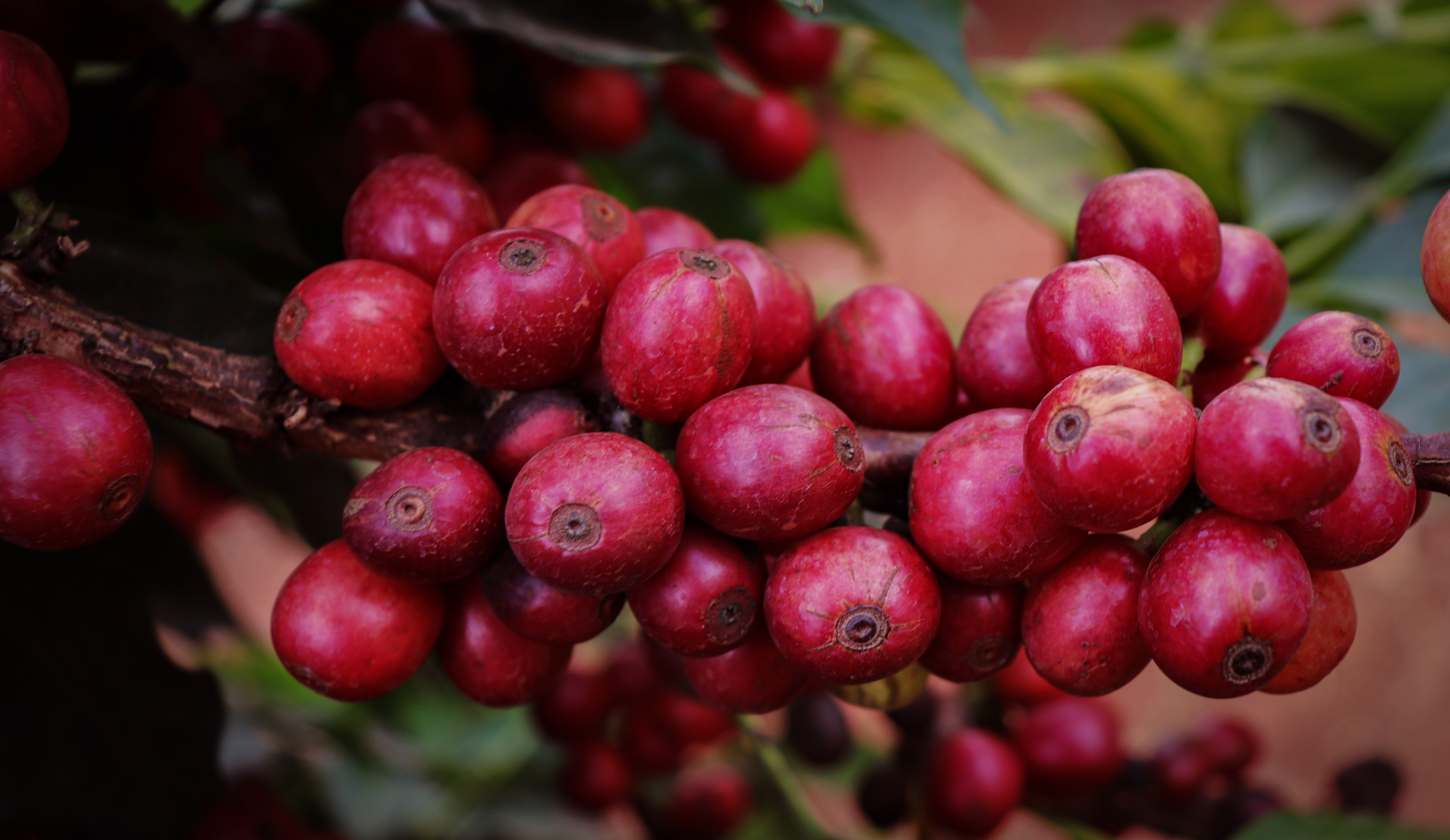 红色肯尼亚咖啡果