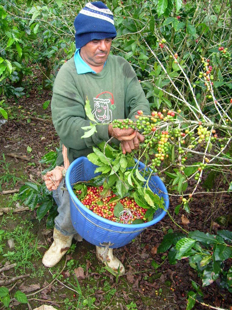 哥斯達黎加収穫咖啡