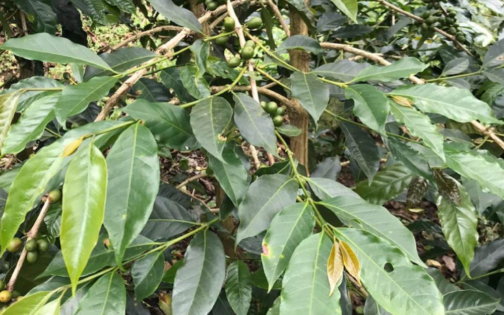 Typica-1