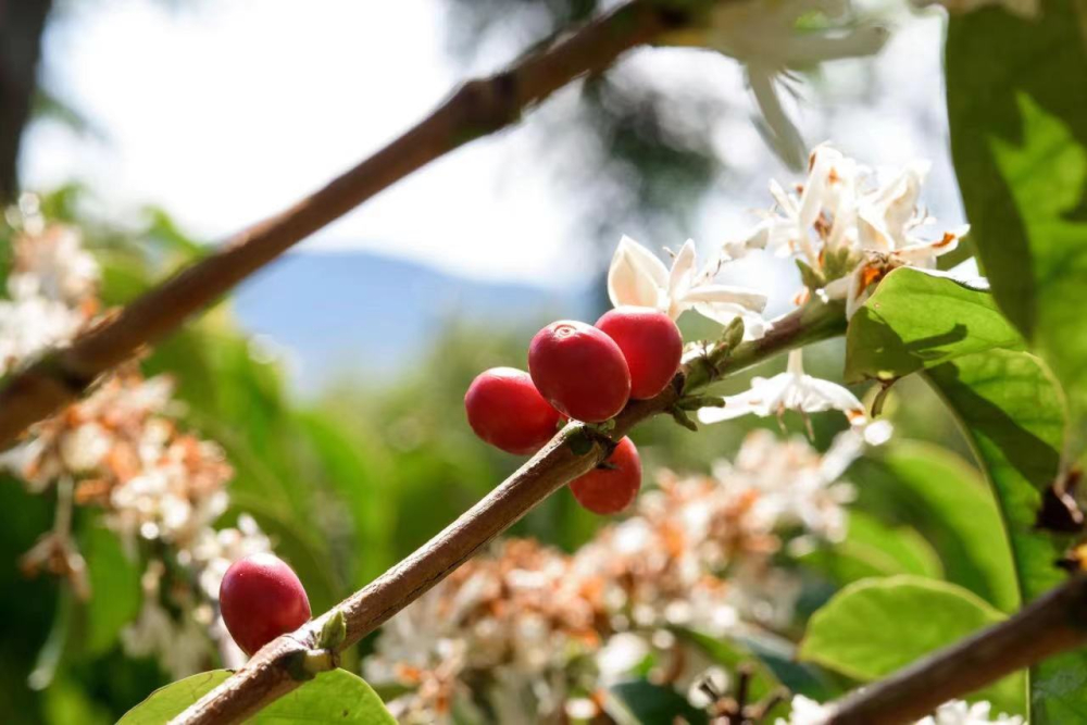 西達摩咖啡豆特點風味香氣描述 西達摩古吉產區花魁咖啡故事介紹