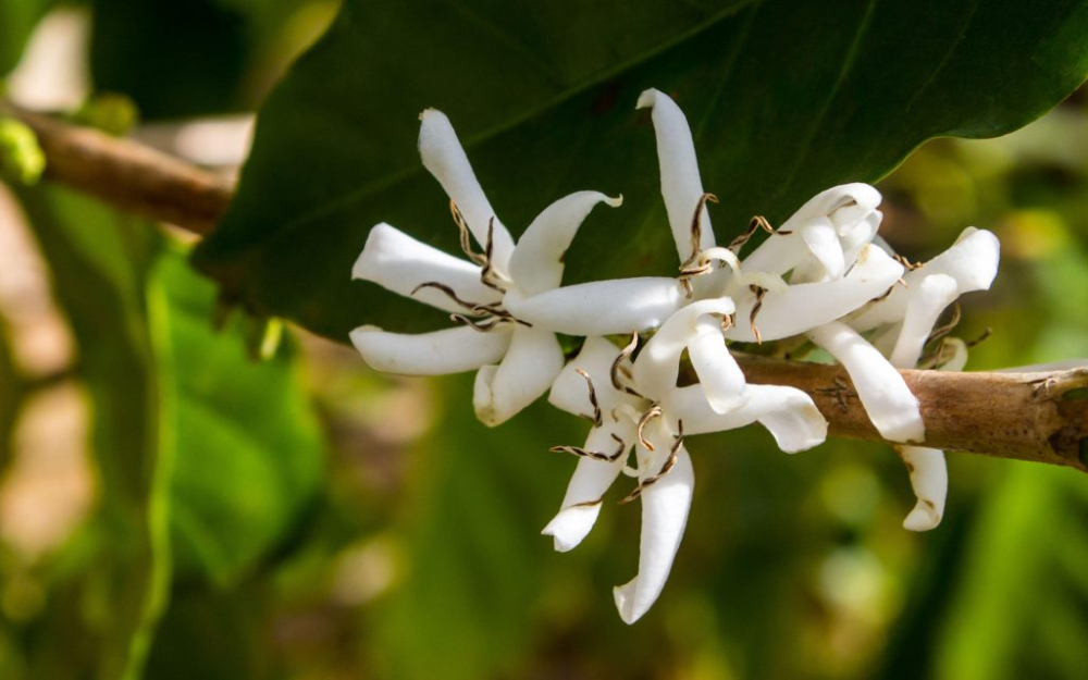 瑰夏和耶加雪菲的區別 瑰夏咖啡豆生長在哪裏纔是最經典的風味