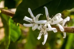 瑰夏和耶加雪菲的區別 瑰夏咖啡豆生長在哪裏纔是最經典的風味