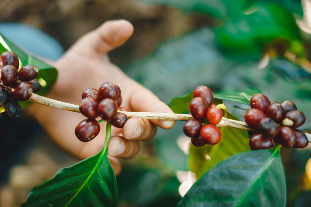 咖啡豆等級分類 認識阿拉比卡咖啡豆和卡內弗拉分別什麼檔次