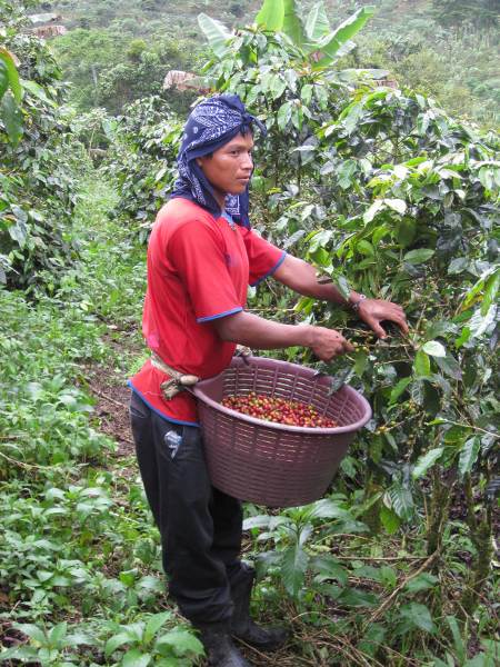 people-coffe-harvest