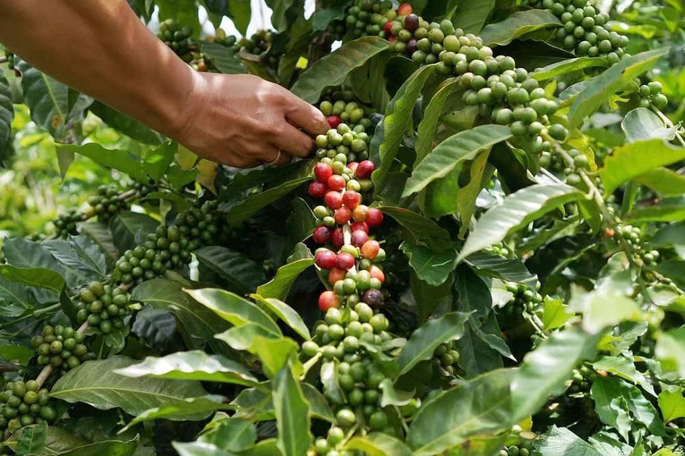 苏门答腊咖啡种植海拔图片