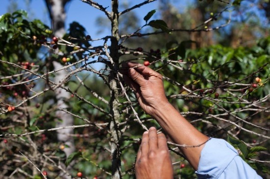 咖啡“得病”美政府着急 拨款助中美洲农民对抗