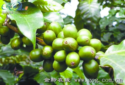 贵州咖啡豆 中国贵州本地出产的咖啡豆 贵州 