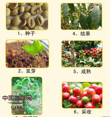 咖啡树的种植条件