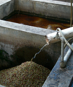 咖啡豆湿处理法