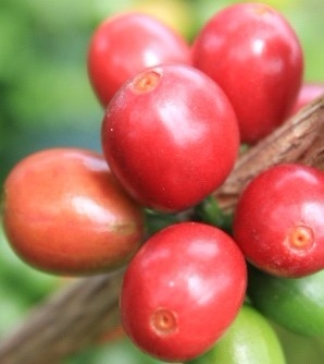 云南咖啡种植学