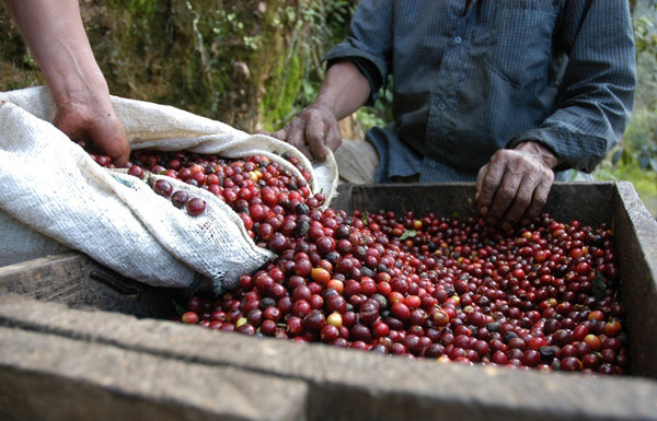 What coffee producing region in 1