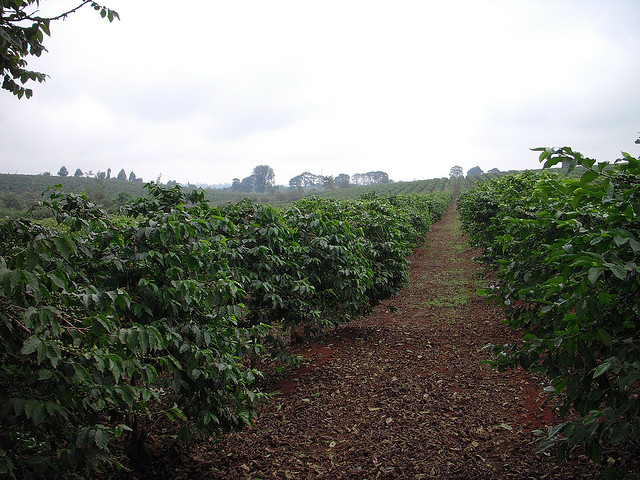 肯尼亚AA咖啡豆 Kenya AA 精品咖啡豆