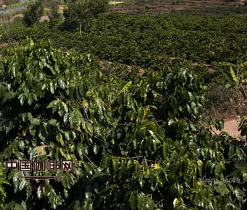 主产速溶咖啡的最大的咖啡加工厂在越南兴建