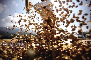 咖啡豆的生产过程