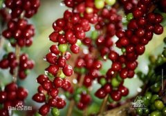 冰滴壶 冰酿咖啡,又称冰滴咖啡