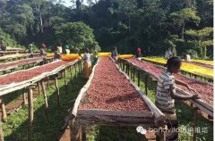 精品咖啡豆世界知名的埃塞咖啡 咖啡产区 精品咖啡学