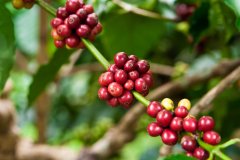 丰富的焦糖香味茉莉花味 卢旺达恩戈马庄园 波旁咖啡豆
