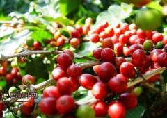 非洲精品咖啡豆 布隆迪Burundi蒲隆地冠军处理厂卡扬札省咖啡