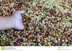 味道芳香的梅赛德斯庄园精品咖啡豆种植情况地理位置气候海拔简介