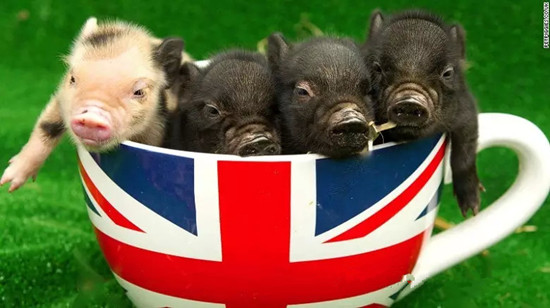 世界各国开萌猫咪咖啡馆还不够，英国的猪猪咖啡馆也来凑热闹