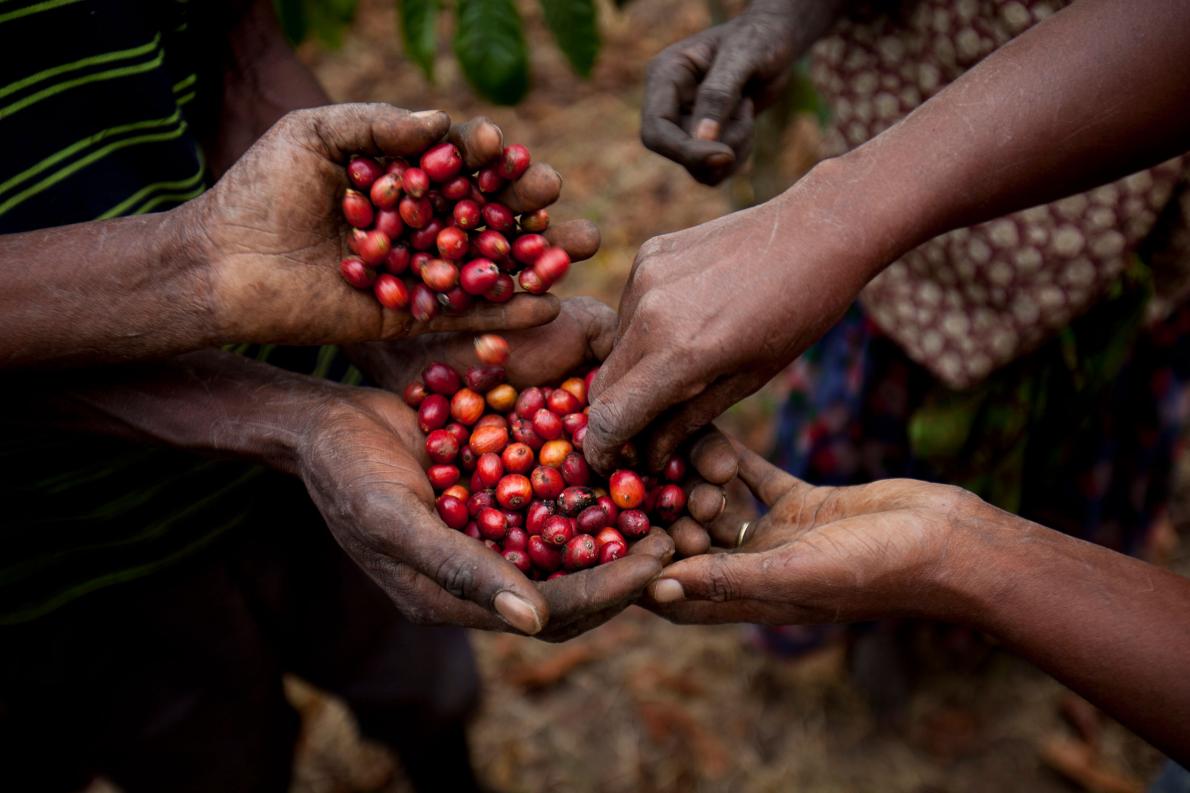 在烏干達西部採收的新鮮咖啡漿果。這個國家是非洲第二大咖啡生產國，僅次於衣索比亞，並且是非洲大陸上最大的羅巴斯塔咖啡栽種國。PHOTOGRAPH BY TREVOR SNAPP, BLOOMBERG VIA GETTY IMAGES