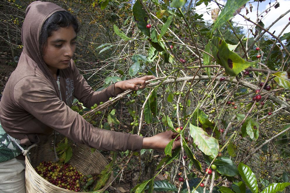 南美洲與中美洲的咖啡大多數由小農種植。咖啡鏽已經使得各界對未來的咖啡價格及大量咖啡農失業將會帶來的經濟衝擊產生了很大的憂慮。 PHOTOGRAPH BY JANET JARMAN