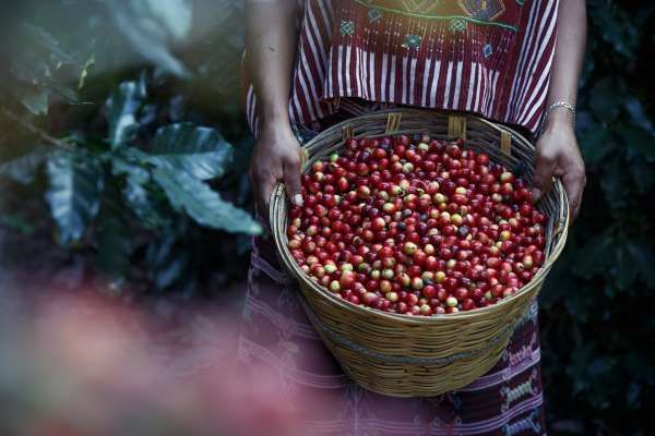 咖啡果小蠹爬升！气候变迁！2050年全球或将短缺1.8亿袋咖啡豆